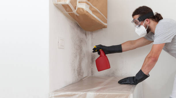 Professional Basement Mold Remediation technician working in Three Oaks, MI